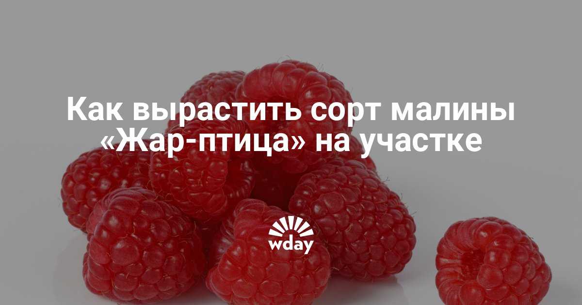 Описание малины жар-птица, особенности выращивания