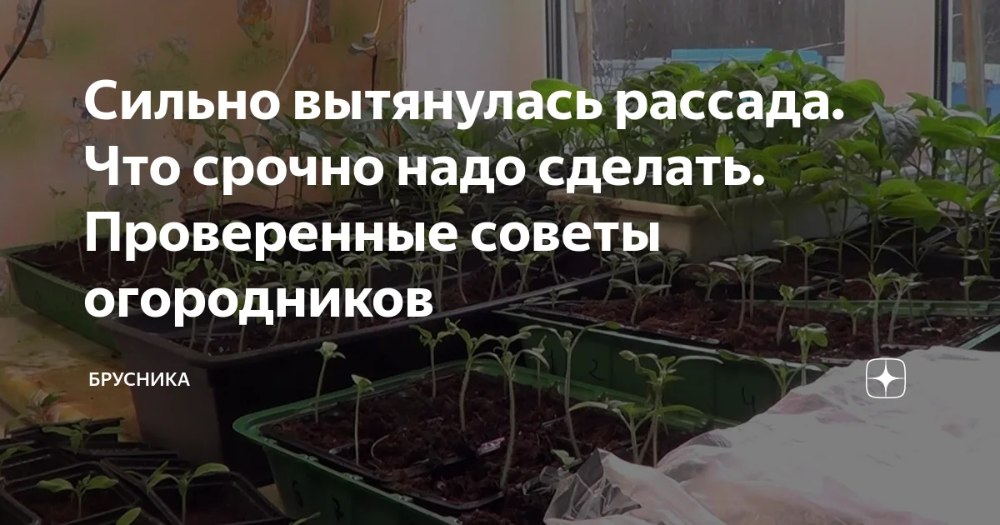 Капуста – пересадка рассады, выращивание и уход в открытом грунте
