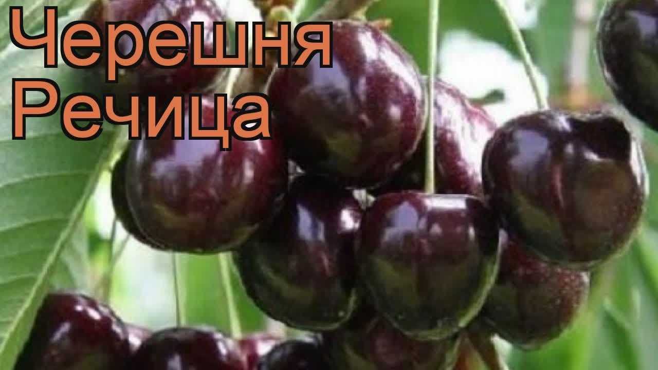 Как сажать черешню весной и осенью