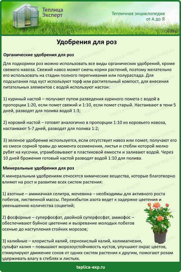 Подкормка роз весной и летом для пышного цветения, чем лучше удобрить