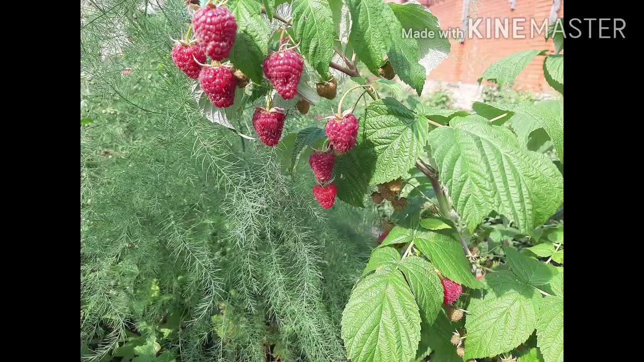 Ремонтантная малина полька: изящество формы и нежность вкуса