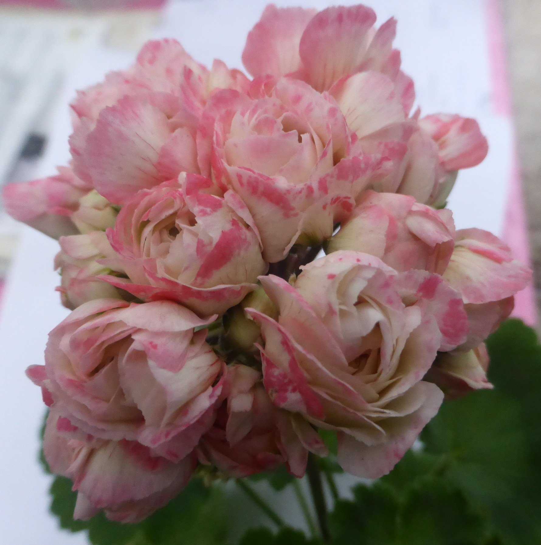 Пеларгония apple blossom rosebud: что нужно знать о сорте