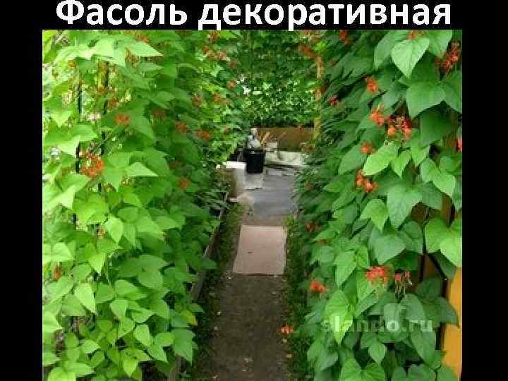 Фасоль декоративная вьющаяся: посадка и уход, можно ли есть?