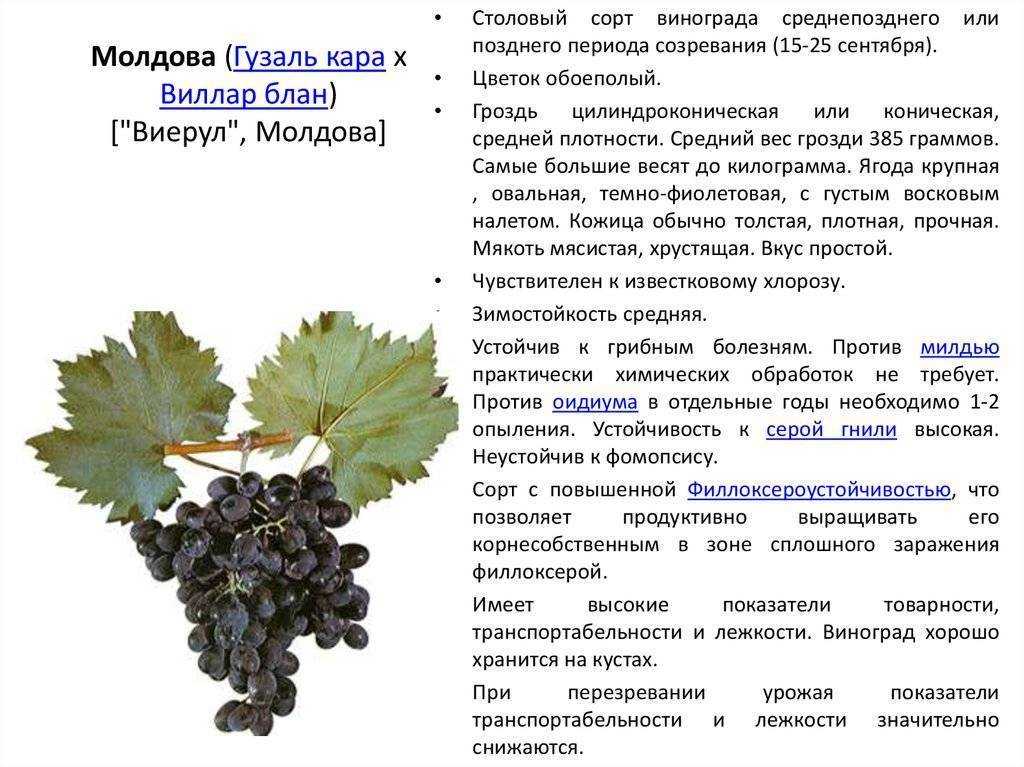 Какую почву любит виноград. особенности почв для виноградников | зелёный сад