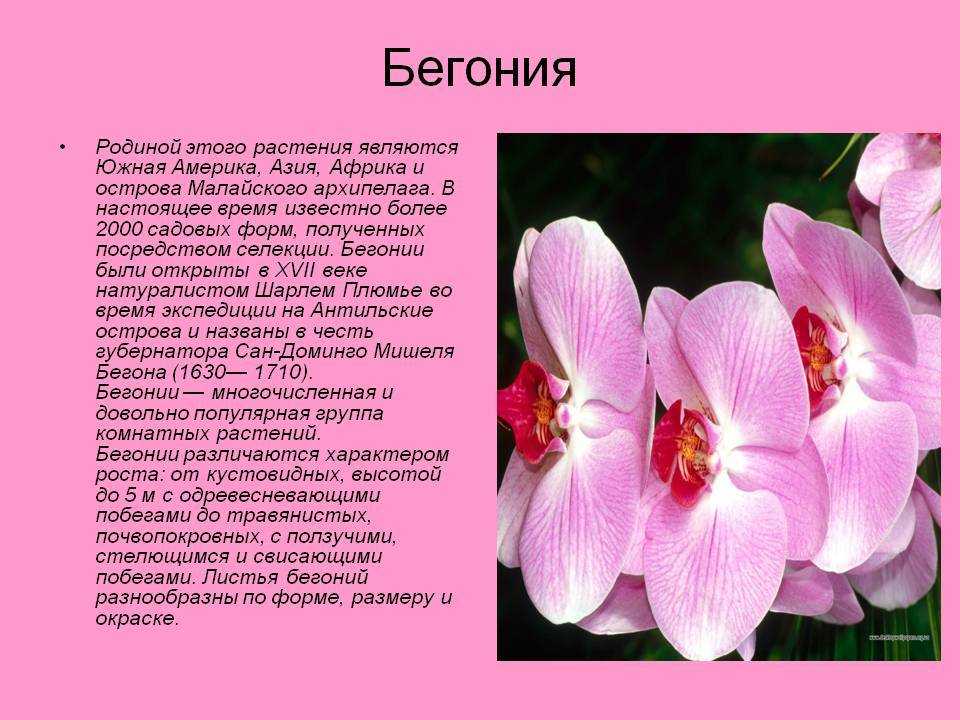 Семь сортов бегонии вечноцветущей — уход, описания, фото