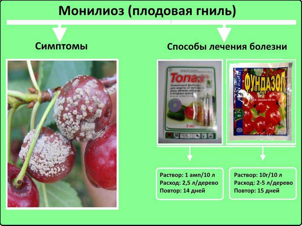 Обработка вишни весной от болезней и вредителей
