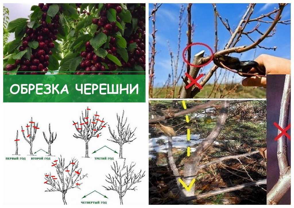 Черешня валерий чкалов–лучший представитель селекционных сортов