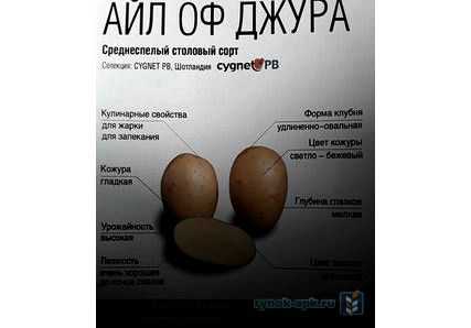 Сорт картофеля джура (айл оф джура, isleofjura): отзывы, характеристика, агротехника выращивания