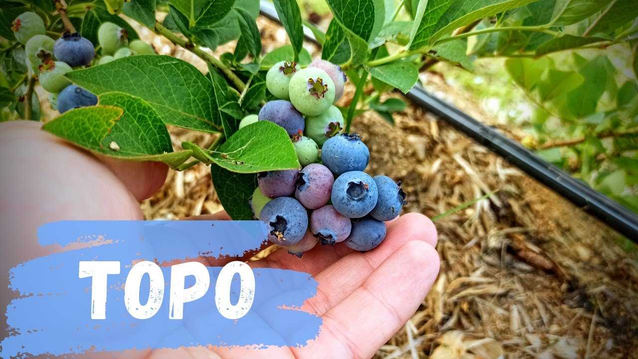 Сорт голубики торо: посадка и уход