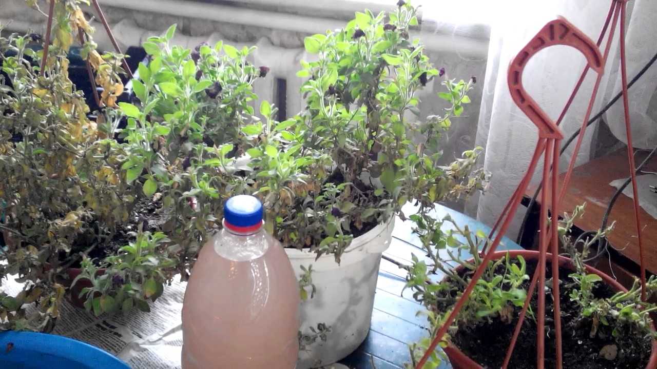 Выращивание петунии из черенков в домашних условиях