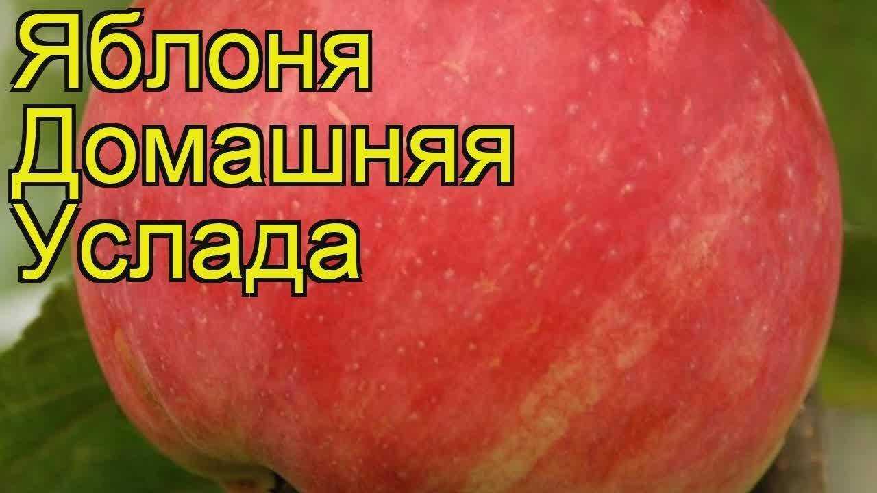Яблоня услада: описание сорта с фото, отзывы, посадка и уход