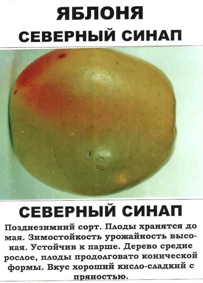О яблоне Северный Синап, описание сортов, характеристики разновидностей