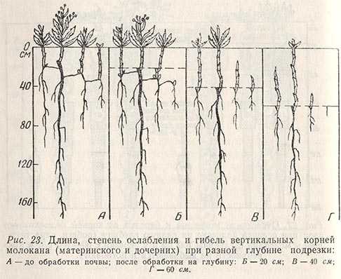 Корневая система малины: строение, глубина залегания и длина корней, как ухаживать за обыкновенной малиной, чтобы ограничить ее прорастание и расползание?