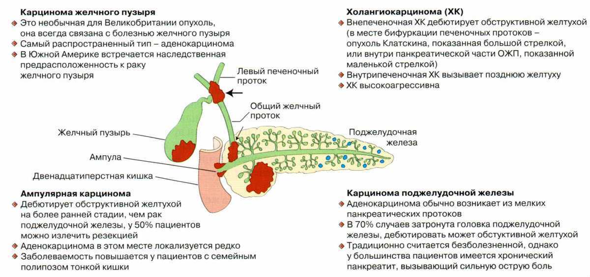 Бурая пятнистость или кладоспориоз – описание заболевания с фото и способы борьбы