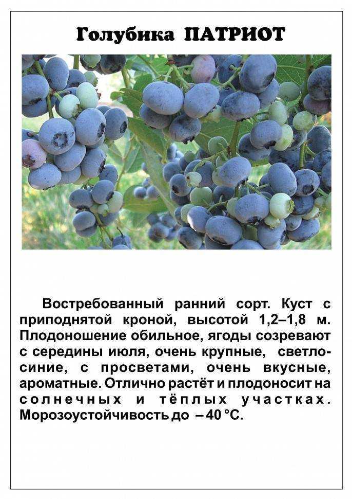 Голубика высокорослая — как надо и не надо выращивать