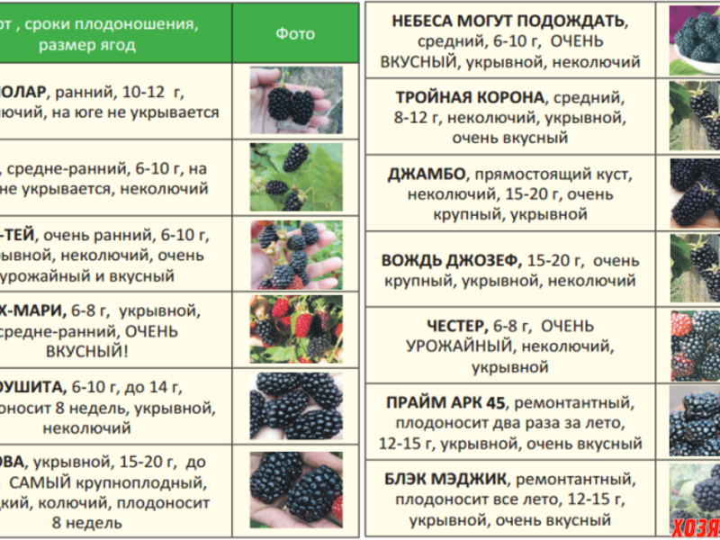Ежевика: посадка, выращивание и уход (подвязка, обрезка и борьба с вредителями)