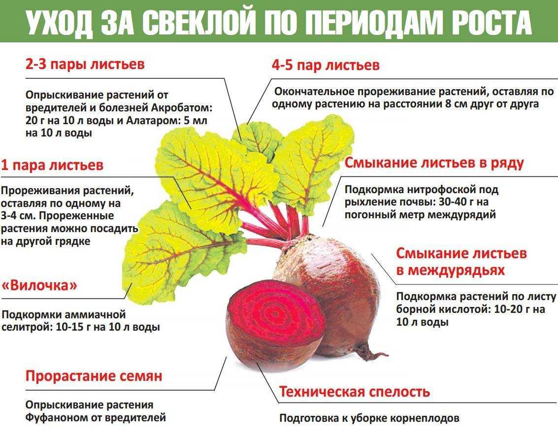 Свекла - выращивание и уход в открытом грунте