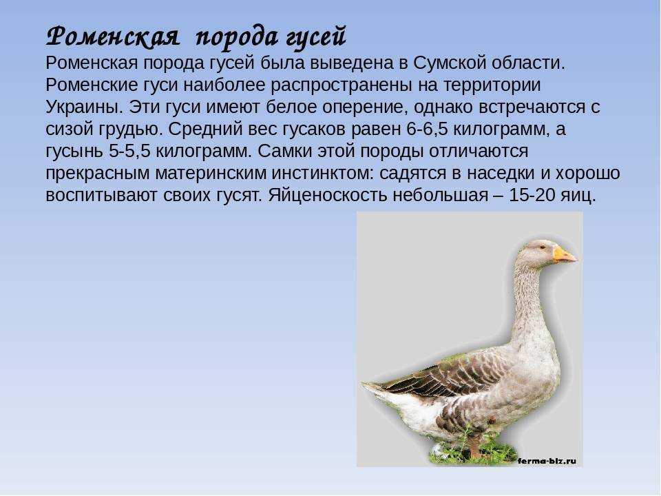 Крупная серая порода гусей: описание, выращивание и уход