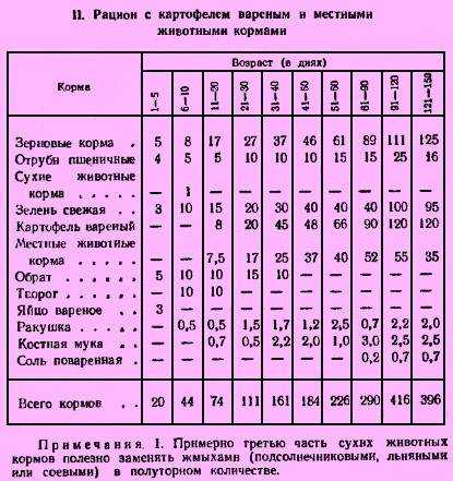 Индюшата: уход и выращивание в домашних условиях для начинающих, таблица кормления и температура содержания от 0 до 4 месяцев
