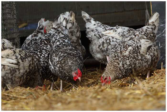 Курица-пеструшка – идеальная порода для разведения на ферме