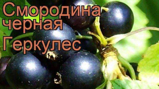 Черная смородина геркулес - устойчивость к морозам и крупный урожай