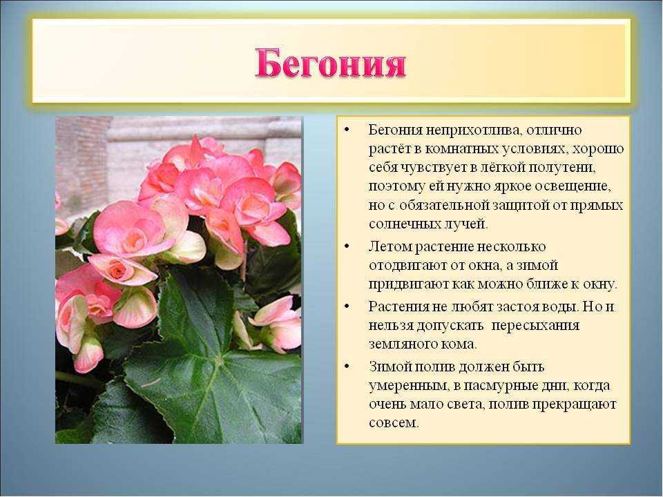 Бегония всегдацветущая: посев семян и уход за растением, описание сортов