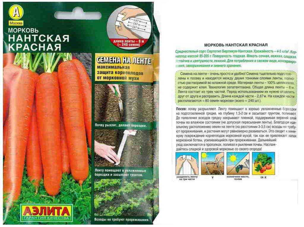 Описание сорта нантская 4: морковь c двойным содержанием каротина
