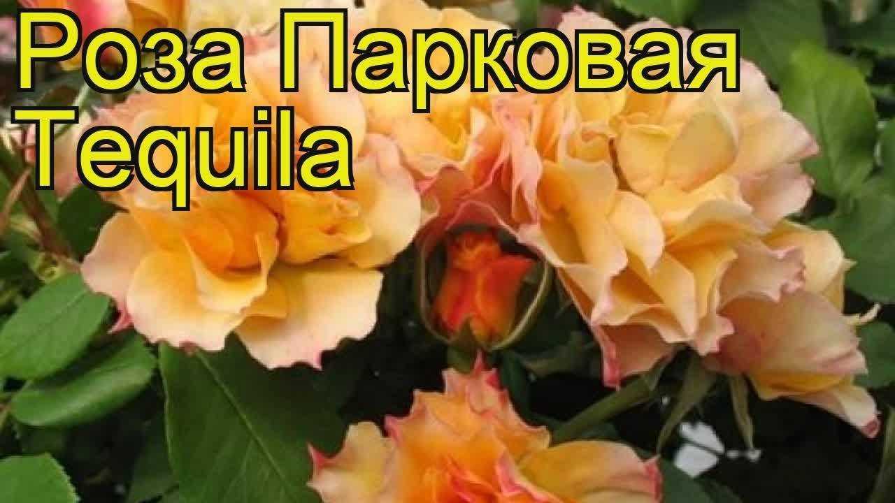 Роза tequila энциклопедия роз. описание сорта роз текила (tequila sunrise)