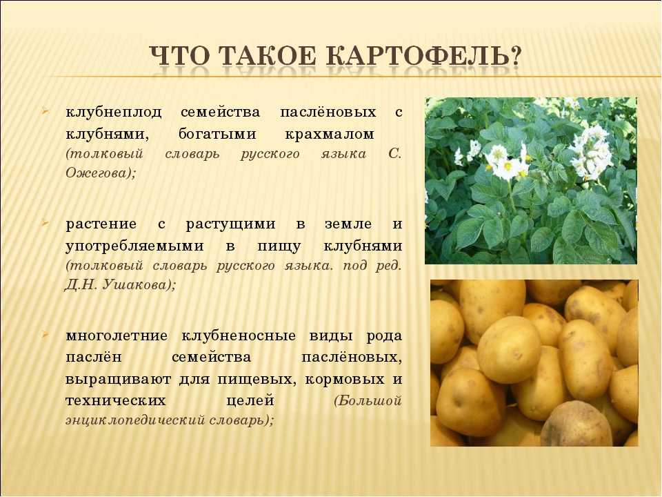 Семенной картофель мемфис описание сорта - у дачки