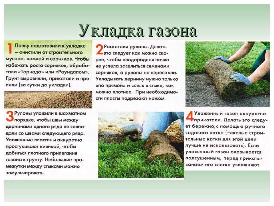 Как сделать газон на даче своими руками: подготовка территории, разметка, выбор семян, уход