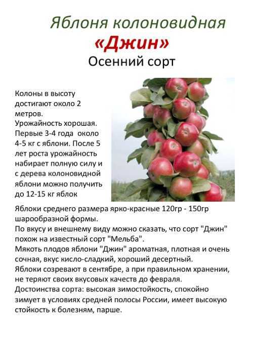 Кустовая яблоня посадка уход