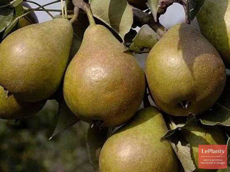 Груша елена: фото и описание сорта, плюсы и минусы