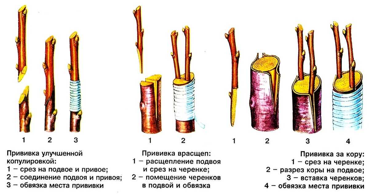 Как правильно привить яблоню весной - пошаговая инструкция для начинающих