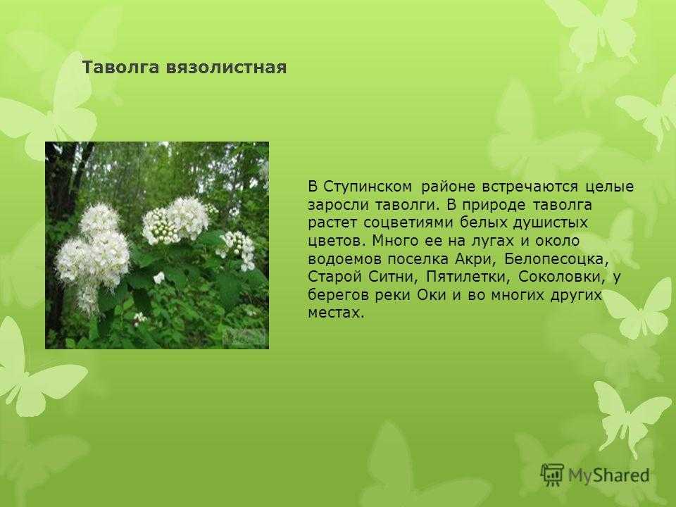 Лабазник  вязолистный (таволга)