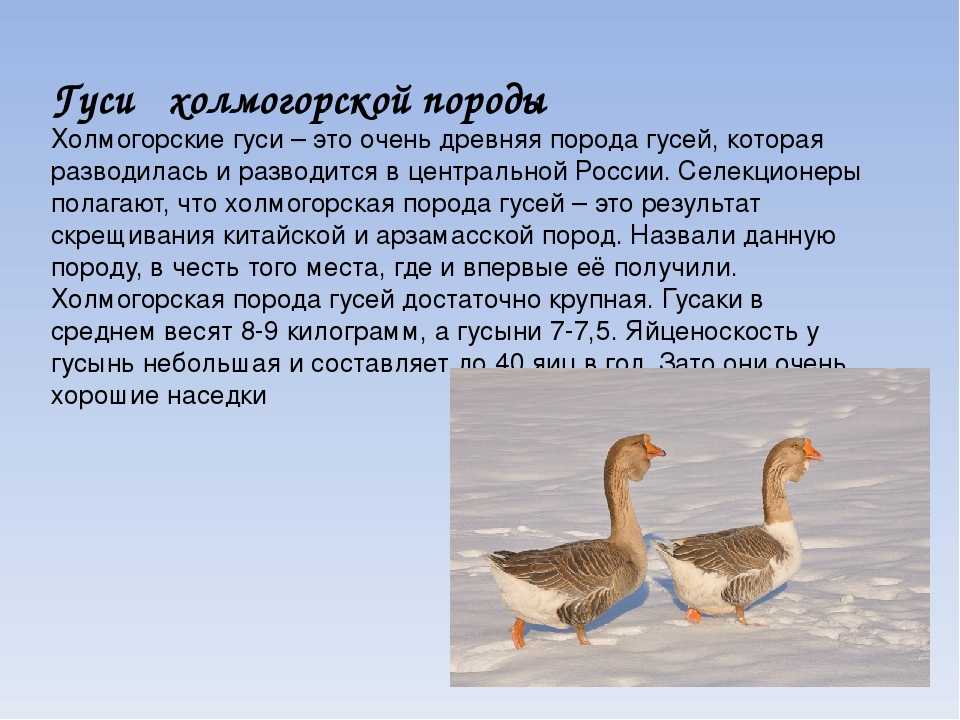 Губернаторская порода гусей: происхождение, описание, плюсы и минусы