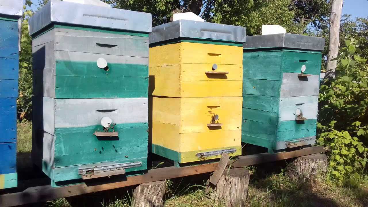 Скорость и дальность полета пчелы