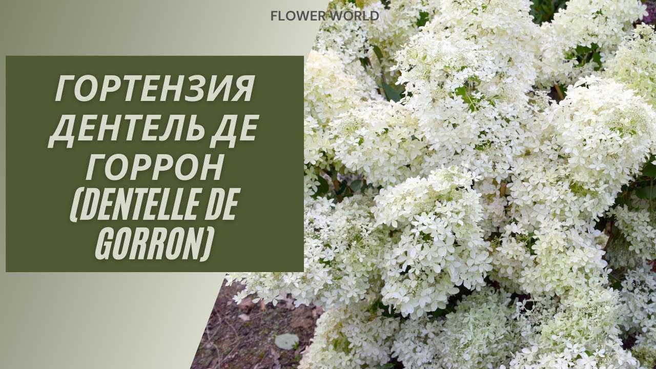 Гортензия дентель де горрон (dentelle de gorron): отзывы