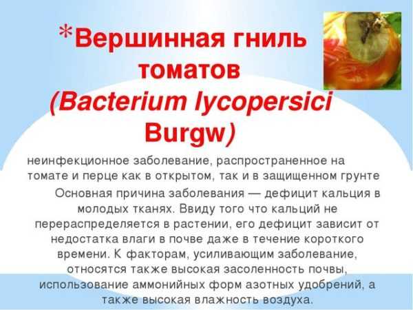 Вершинная гниль томатов меры борьбы, фото и видео