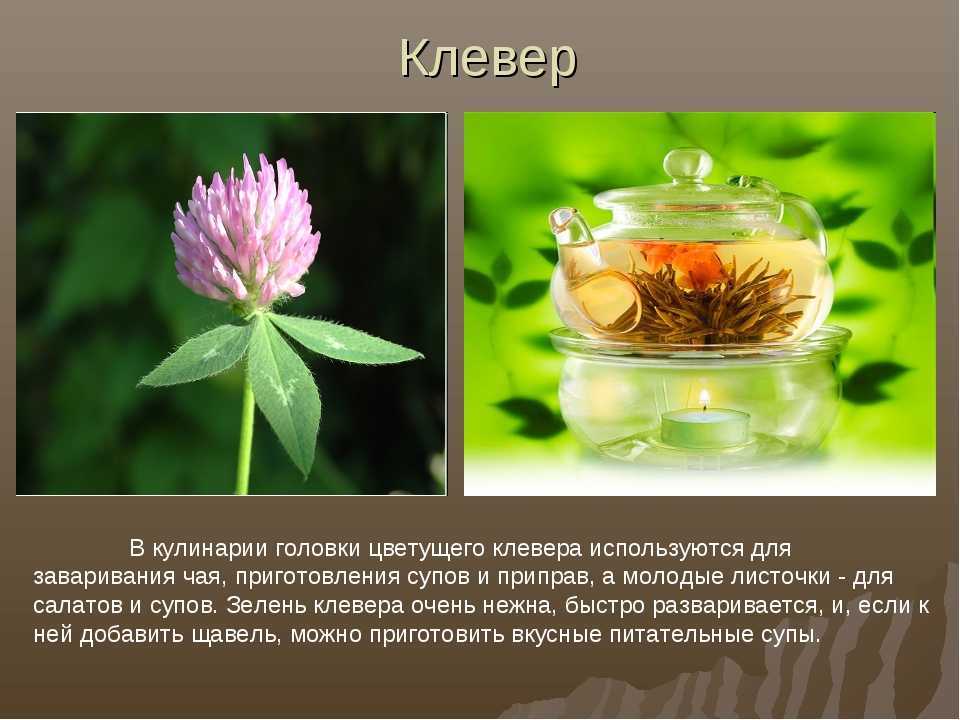 Лекарство под ногами, или 7 уникальных свойств лугового клевера