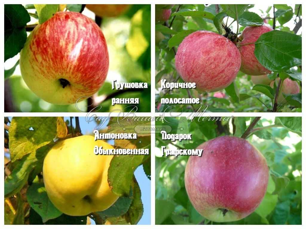 Описание сорта яблони подарок графскому: фото яблок, важные характеристики, урожайность с дерева