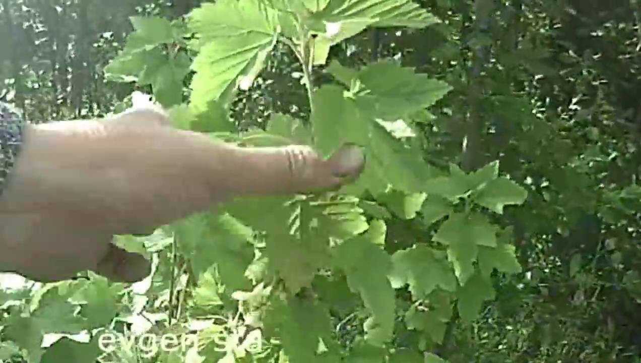 Как бороться с огневкой на смородине, способы избавления от вредителей