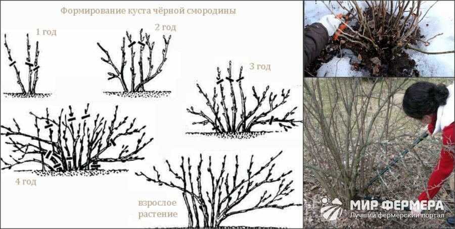 Штамбовая смородина: как посадить и вырастить