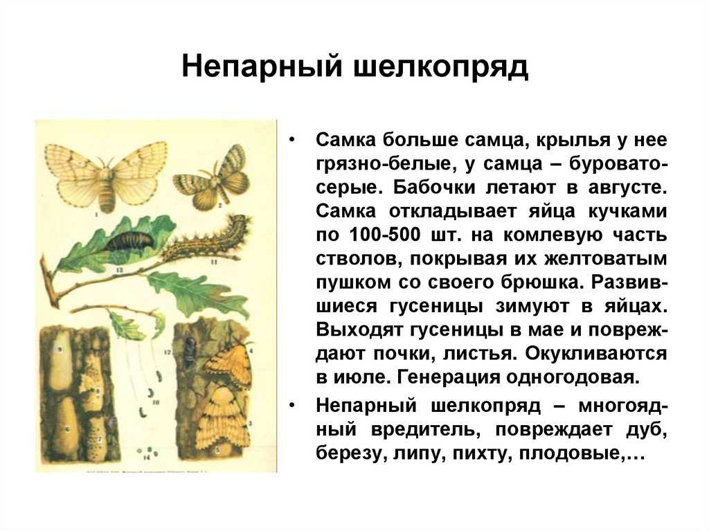 Главный вредитель лесов и садов – непарный шелкопряд