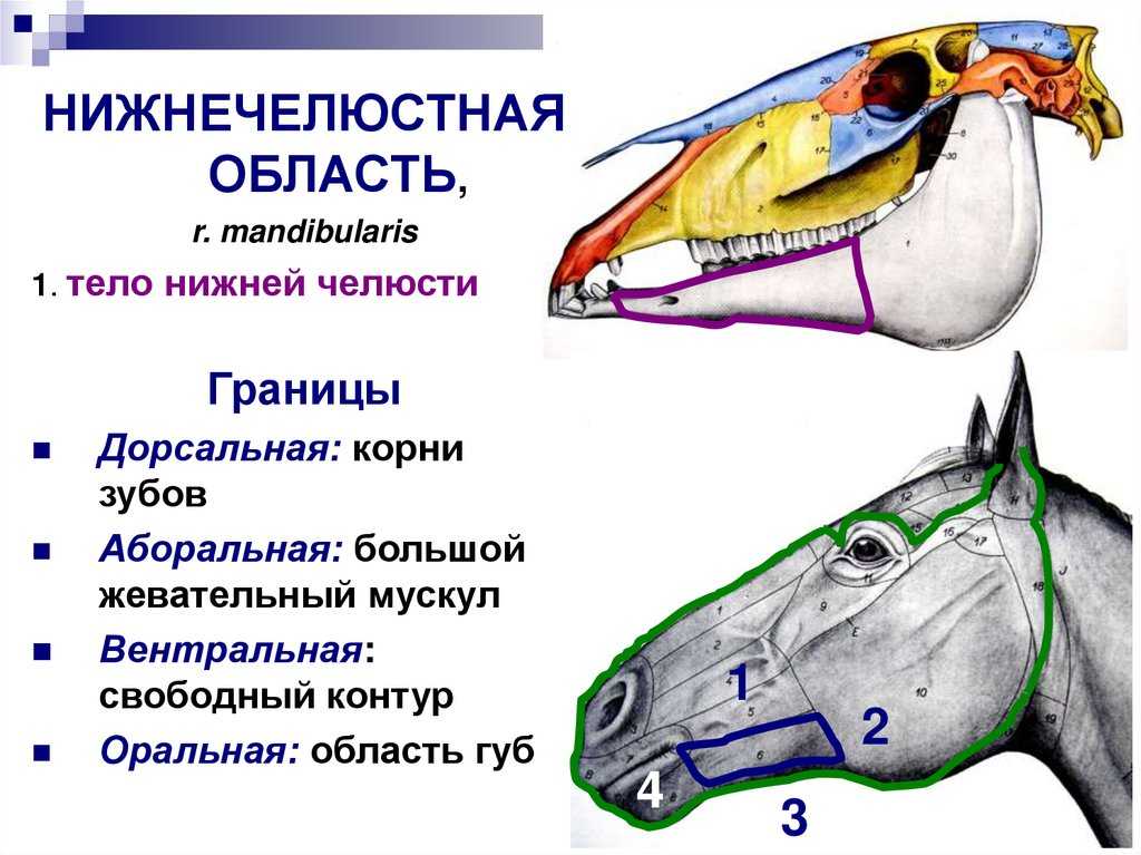 Лошади: описание, особенности, виды, езда на лошадях