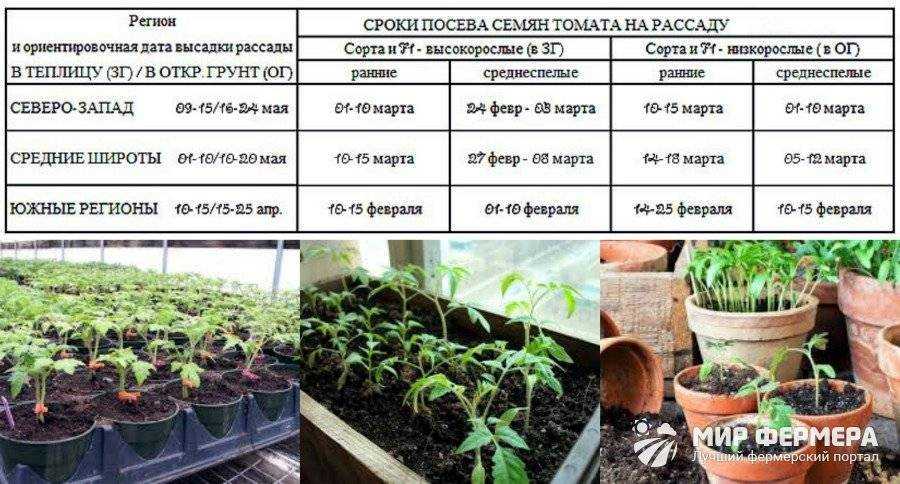 Выращивание кабачков: советы и рекомендации от садоводов