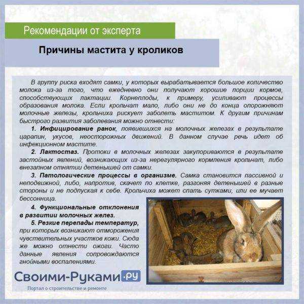 Докорм и развитие крольчат | кролик дома