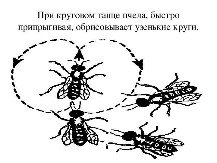 ✅ на какое расстояние могут летать пчелы, как перелетают с цветка на цветок - зоомир