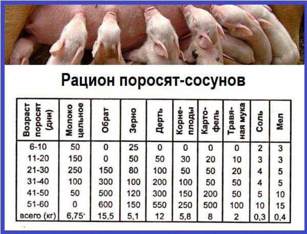 Как и чем кормить свиней?