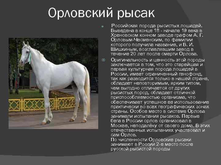 Порода лошадей русский тяжеловоз