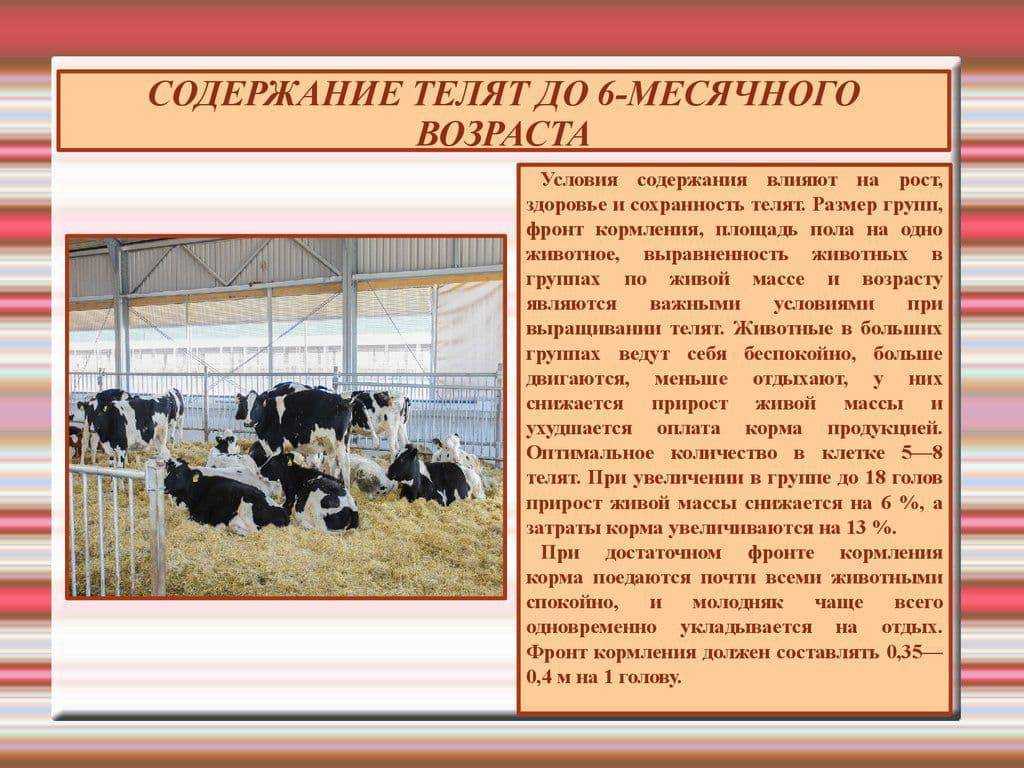 Приоритетные направления при разведении крупного рогатого скота: экспертное мнение